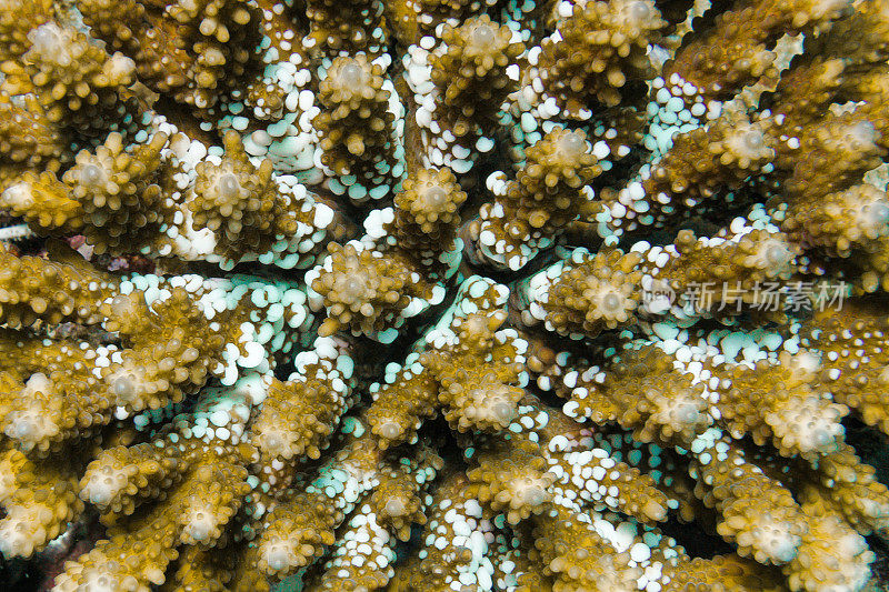 指珊瑚(Acropora humilis)水下特写